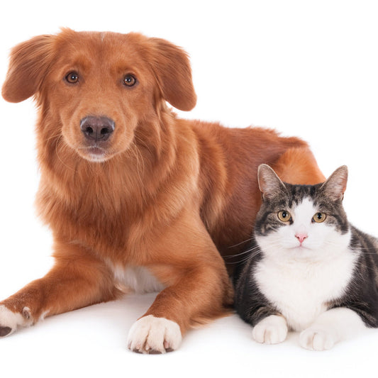 Cours en ligne Aromathérapie Animale