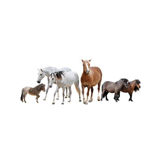 Praticien Aromathérapie Équine - Chevaux, ânes, poulains et poneys